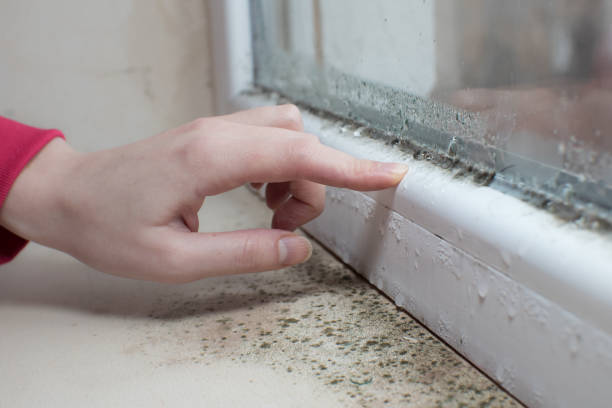 Best HVAC Mold Inspection and Cleaning  in Gatlinburg, TN